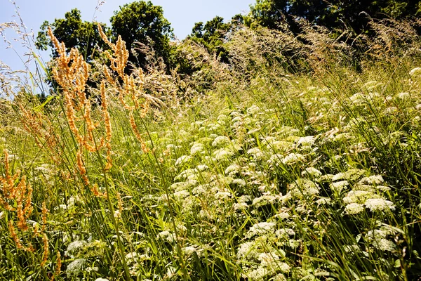 Plantas Altas Campo Observe Profundidade Rasa Campo — Fotografia de Stock