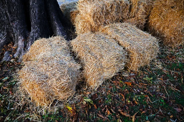 Çayır Thatch Sığ Derinlik Tarla — Stok fotoğraf