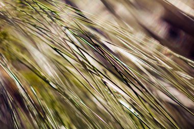 Çam ağacı dalı ve bulanık arkaplan; alanın sığ derinliği