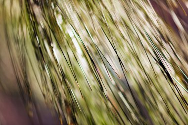 Pine tree branch; blurred 100%