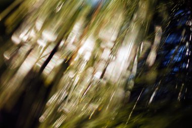 Abstract blurred image of pine leafs on natural dark background; blurred 100%