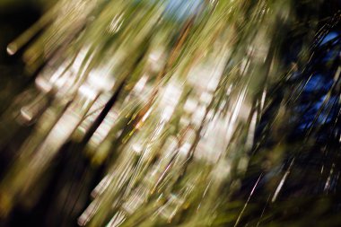Closeup of the pine buds and needles; blurred 100%