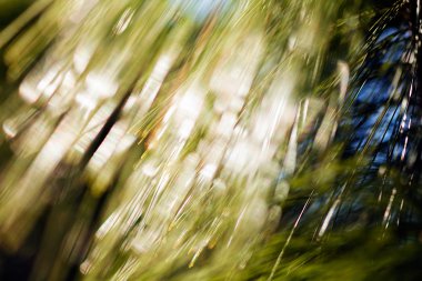 Abstract blurred image of conifer branch; blurred 100%