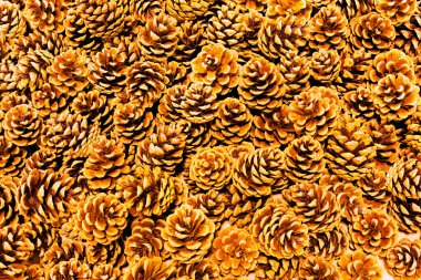 Arkaplan olarak kahverengi çam kozalakları