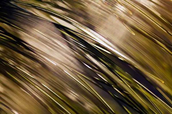 Conifer Branch Abstract Background Blurred 100 — Stock Fotó