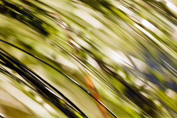 Close Longleaf Pine Tree Branch Blurred 100 — 스톡 사진
