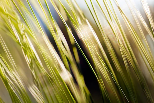 Immagine Sfocata Ramo Pino Sole Del Mattino Offuscata 100 — Foto Stock