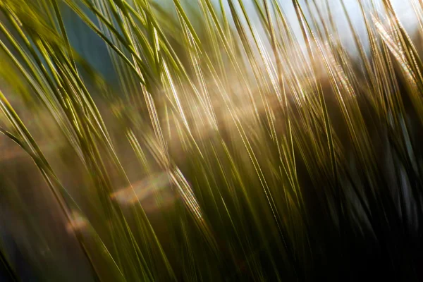 Ветвь Длинной Листовой Сосны Размытая 100 — стоковое фото