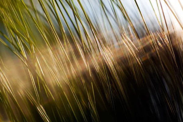 Uzun Bir Çam Ağacının Dalı Yüzde Yüz Bulanık — Stok fotoğraf
