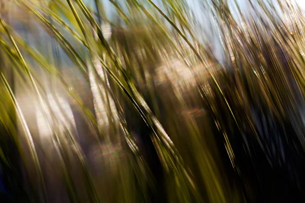 Branch of a long leaf pine tree, blurred 100%