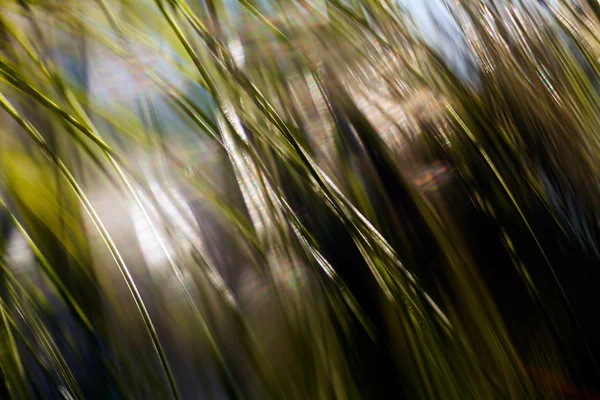 Uzun bir çam ağacının dalı, yüzde yüz bulanık.