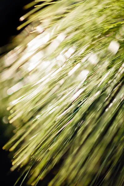 天然深色背景下的长叶松针叶 深浅的田野 — 图库照片