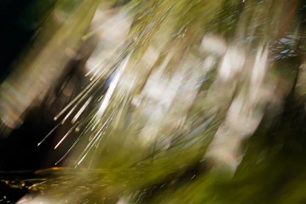 Abstract Image Conifer Branch Blurred 100 — Stock Fotó
