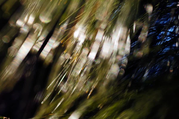 Blurred image of conifer branch; blurred 100%