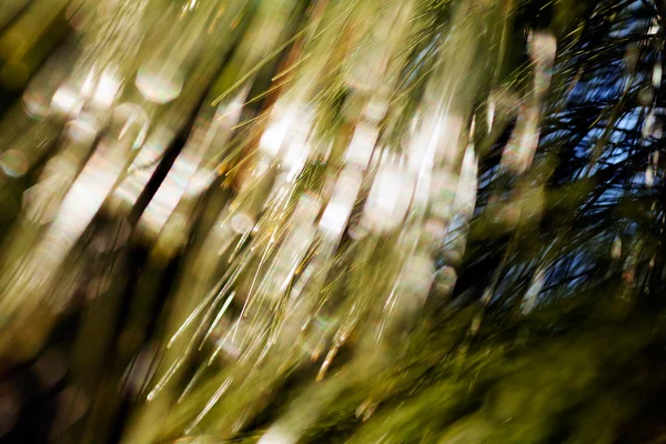 Blurred Image Conifer Branch Blurred 100 — Stock Photo, Image