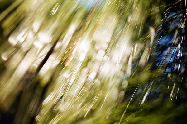 Citra Kabur Dari Cabang Konifer Kabur 100 — Stok Foto