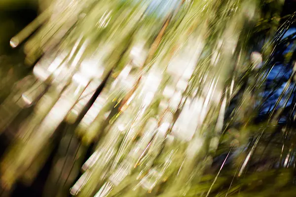 Closeup of the pine buds and needles; blurred 100%
