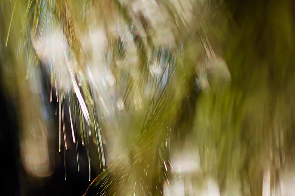 Blur Closeup Pine Tree Blurred 100 — Zdjęcie stockowe