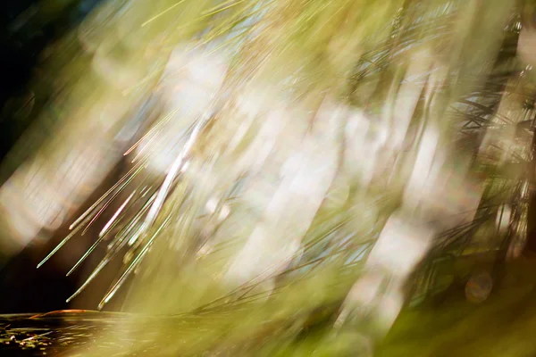 Abstract Blurred Pine Tree Blurred 100 — Stock Fotó
