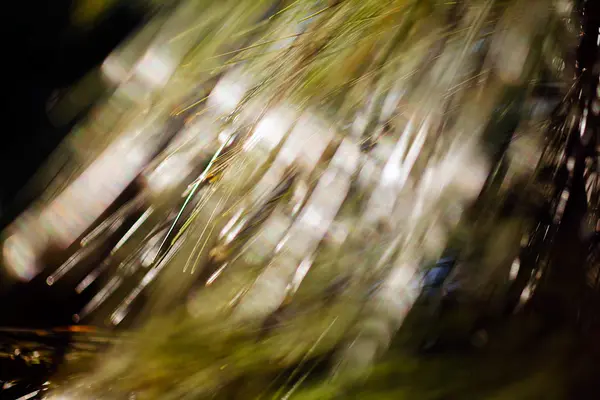 Abstract Blurred Pine Tree Blurred 100 — Stock Fotó