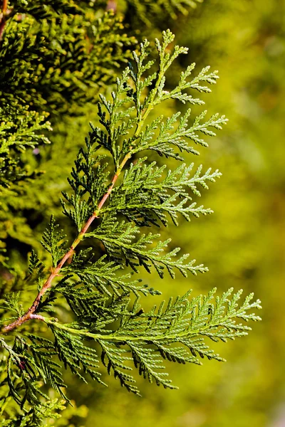 Thuja の木の緑のヘッジ — ストック写真