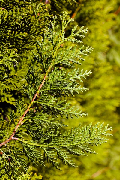 Fechar Ramo Árvore Thuja Verde — Fotografia de Stock