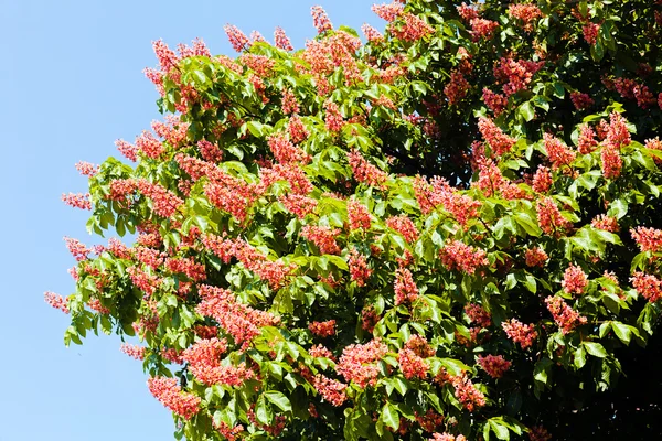 Ramas Castañas Rojas Florecientes Con Flores Contra Cielo Azul —  Fotos de Stock