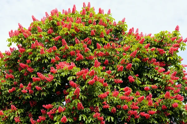Caballo Rojo Castaño Con Flores —  Fotos de Stock