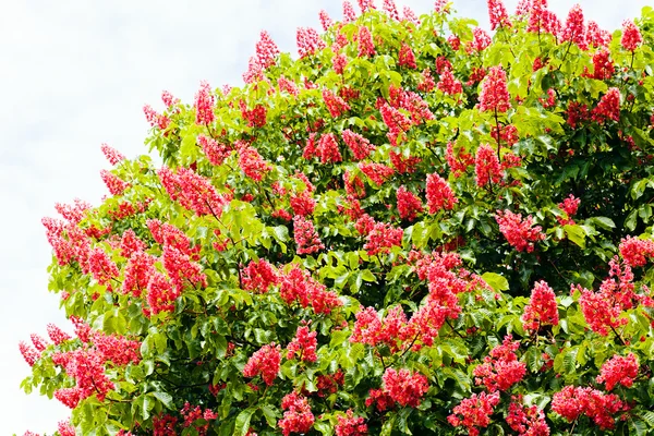 Çiçekli Kırmızı Kestanesi Dalları — Stok fotoğraf