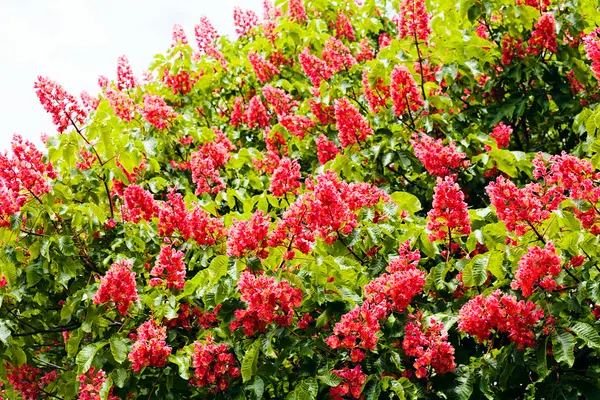 Bir Bahar Günü Kestane Ağacının Pembe Çiçekleri — Stok fotoğraf