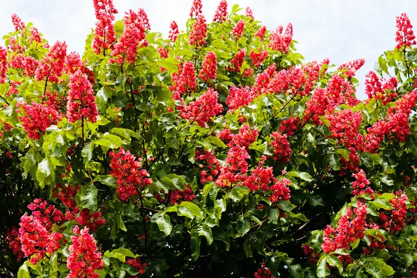 Blommande Röda Blommor Kastanj Träd — Stockfoto