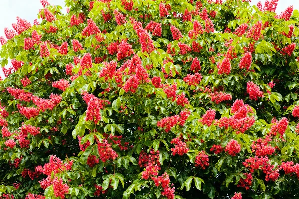 Kestane ağacının çiçekleri — Stok fotoğraf
