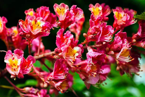 Chestnut tree flowers — Stock Photo, Image