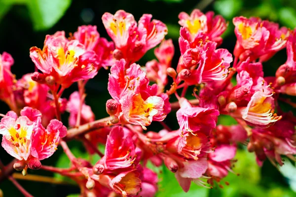 Flores de castaño — Foto de Stock