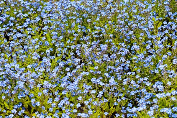 Field Small Blue Flowers — Stock Photo, Image