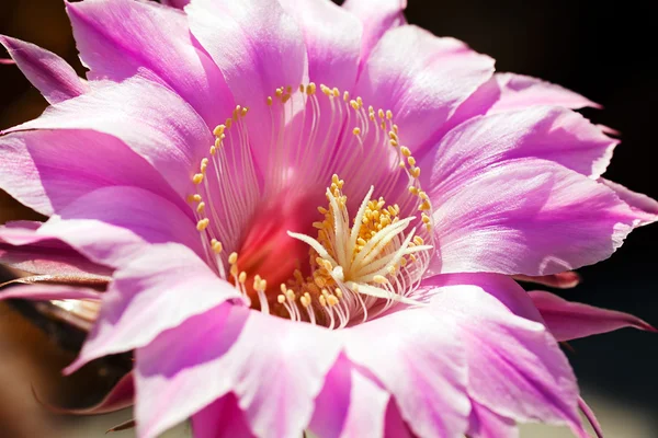 Pink flower in nature — Stock Photo, Image