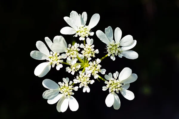 自然の中で白い花 — ストック写真
