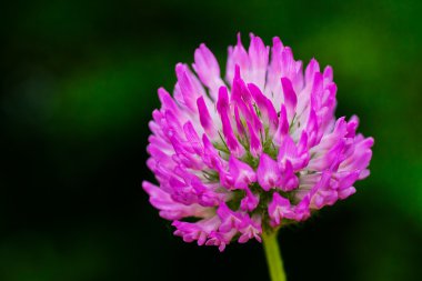 Yonca çiçeği, doğal arkaplanda; alanın sığ derinliğine dikkat edin