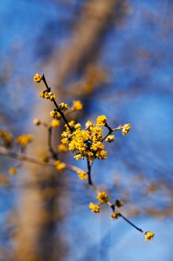 Kornel (cornus mas) sarı çiçekleri, doğal mavi arkaplan üzerinde, sığ alan derinliği dikkat edin