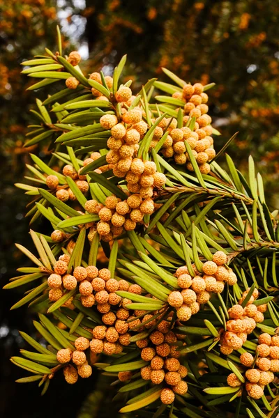 Tasso in natura — Foto Stock