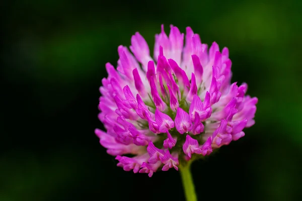 Flor Trevo Fundo Natural Note Profundidade Rasa Campo — Fotografia de Stock