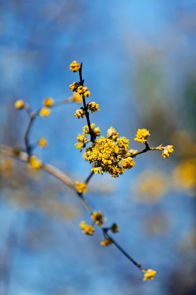 Желтые Цветы Кустарника Кукурузы Естественном Голубом Фоне Обратите Внимание Неглубокую — стоковое фото