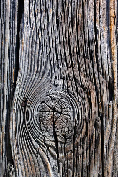 Closeup View Old Tree Trunk Background Texture — Stock Photo, Image