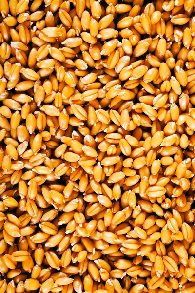 Landwirtschaftlicher Hintergrund Weizenkörner — Stockfoto