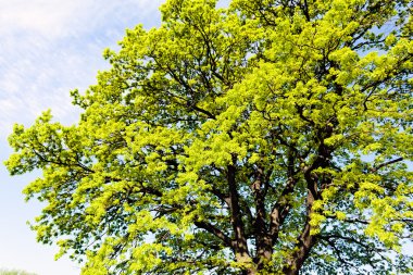 Mavi gökyüzü karşı yeşil treetop ile meşe ağacı