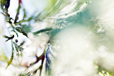 Abstract image of thuja leafs; blurred 100%