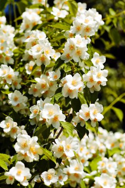 güzel beyaz Yasemin çiçekleri