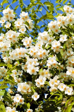 Çiçek açan yasemin çiçekleri mavi gökyüzüne karşı