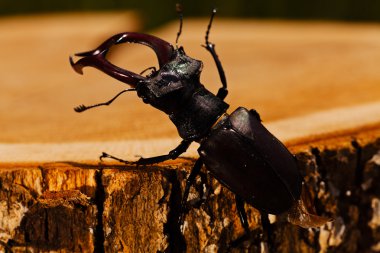 Geyik böceği kütüğün üzerine tırmanıyor; alanın yüzeysel derinliğine dikkat edin