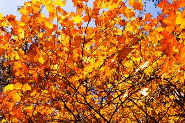 Güneşli bir günde ormandaki altın sonbahar ağaçları